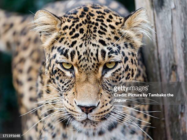 persian leopard with pretty eyes - persian leopard stock pictures, royalty-free photos & images