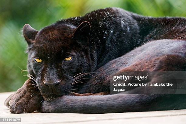 lying black leopard - black leopard fotografías e imágenes de stock