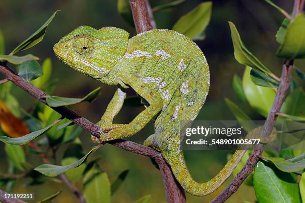 camaleón/ andalusian chameleon - camaleón stock pictures, royalty-free photos & images