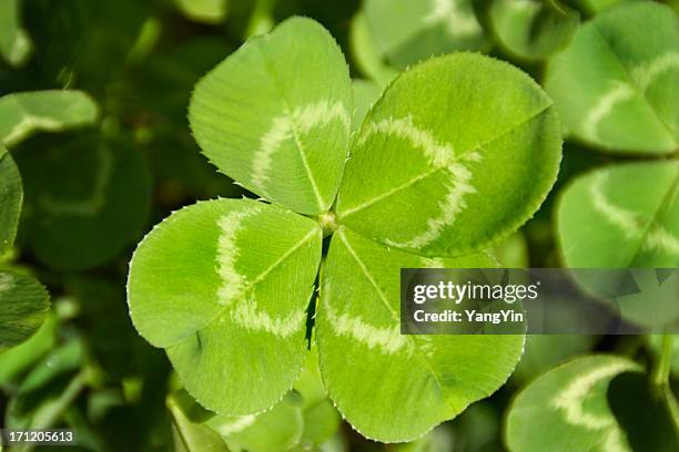 four leaf clover good luck charm for aspiration search, discovery - talisman stock pictures, royalty-free photos & images