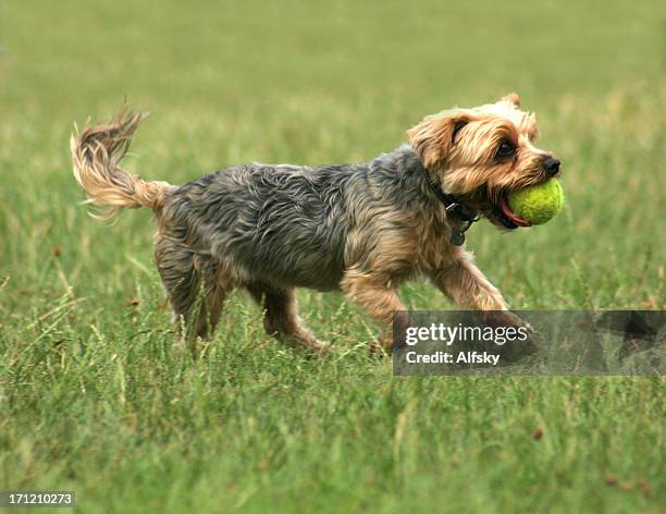 cute dog - yorkshire terrier playing stock pictures, royalty-free photos & images