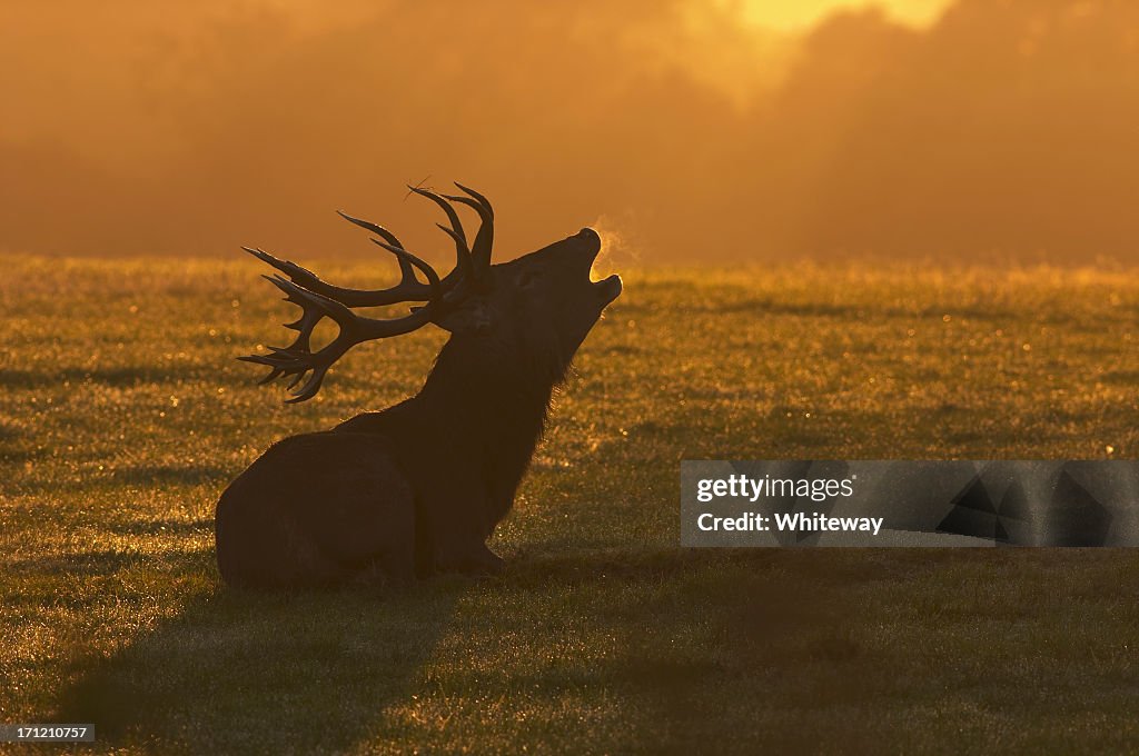 Rothirsch Hirsch Sitzung roaring in der Morgendämmerung