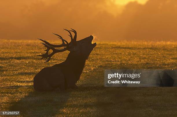 red deer stag sitting roaring at the dawn - bokken dierlijk gedrag stockfoto's en -beelden