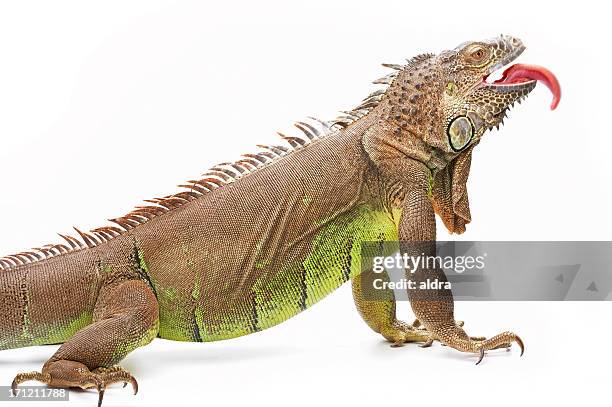 giant green iguana - green iguana stockfoto's en -beelden