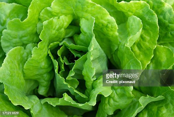 perfect green crispy leafy lettuce - lettuce stock pictures, royalty-free photos & images
