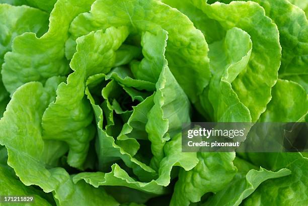 salada de perfeita - lettuce - fotografias e filmes do acervo