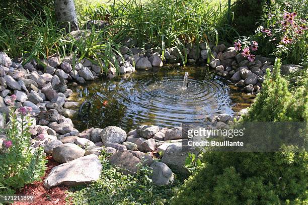 aquatic garden - small garden stock pictures, royalty-free photos & images
