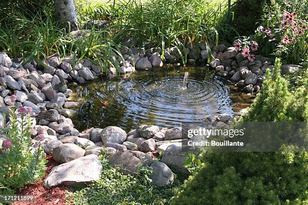 aquatic garden - fountain 個照片及圖片檔