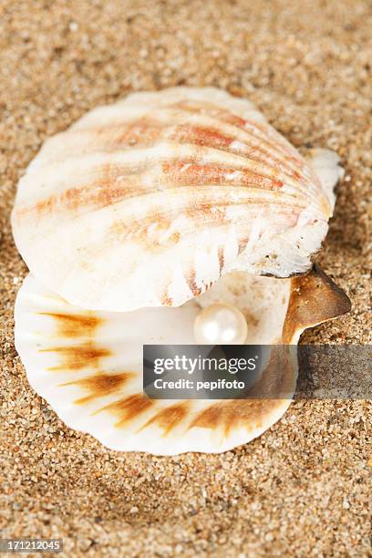 Pearly Shell Food 485 Pearly Shells Stock Photos, High-Res Pictures, and Images - Getty ...