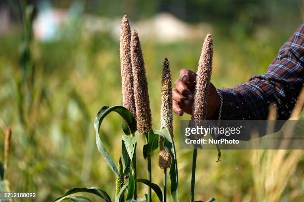Indian Farmer harvest a crop of finger millet in a field on the outskirts of Ajmer, India on 07 October 2023.