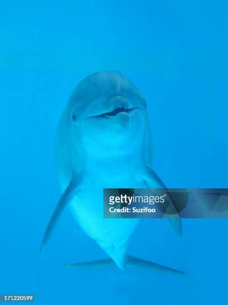 dolphin hello - flasknosdelfin bildbanksfoton och bilder