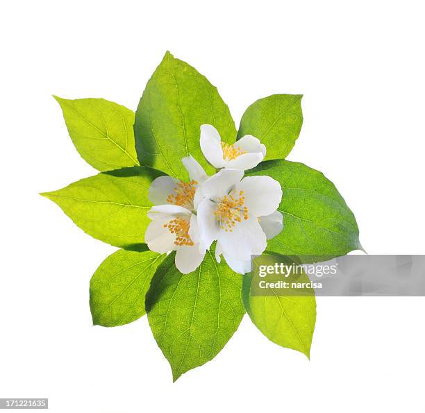 jasmine flowers and leaves - jasmine stock pictures, royalty-free photos & images