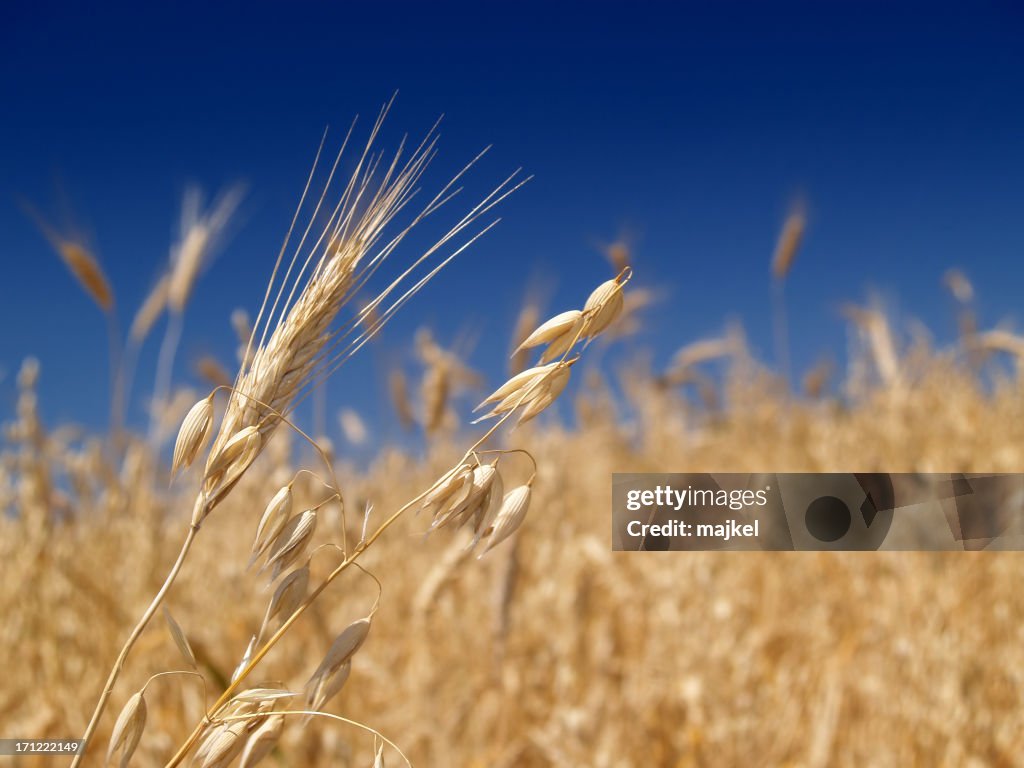 Reife Weizen-Ohren auf ein blauer Himmel