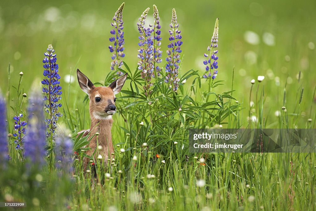 Whitetail deer Cervato en Flores de primavera.