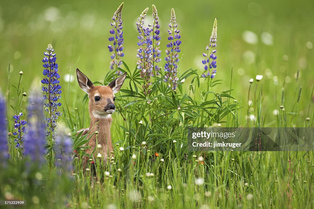 Whitetail deer fawn in spring flowers.