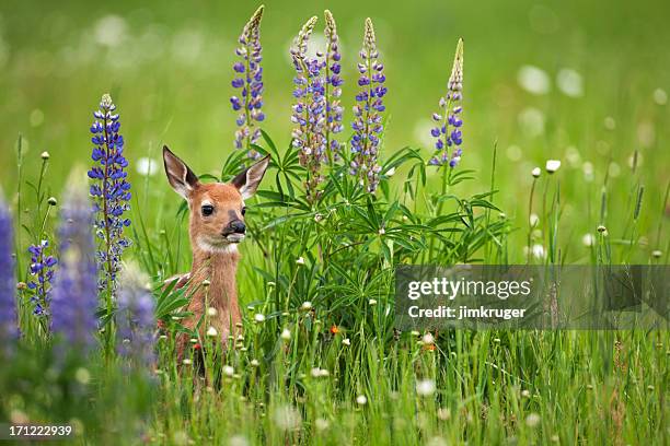 whitetail deer fawn in spring flowers. - iowa v minnesota stockfoto's en -beelden