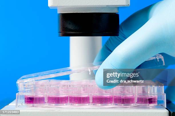 medical analysis - stem cells human stock pictures, royalty-free photos & images