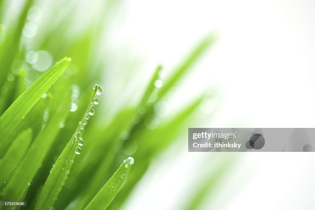 Grass