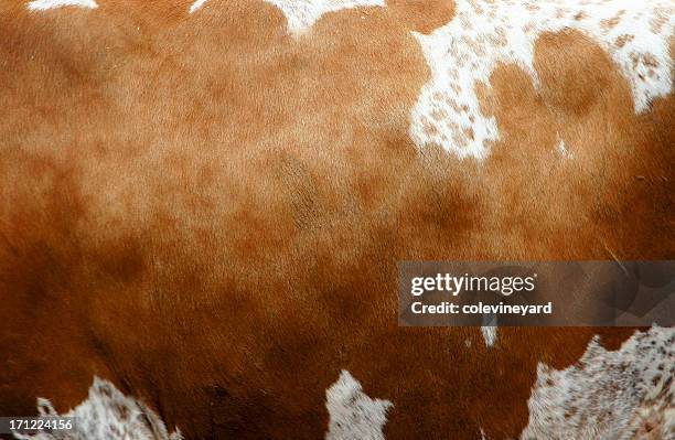 Cowhide Print Photos and Premium High Res Pictures - Getty Images