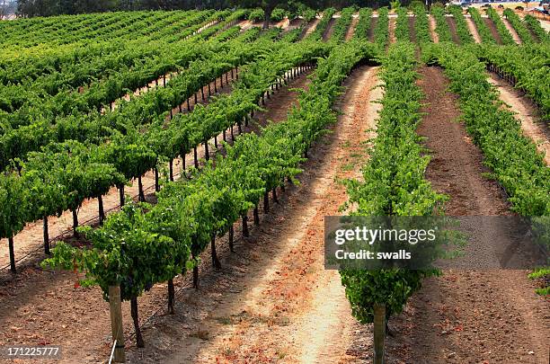 rolling vines - shiraz traube stock-fotos und bilder