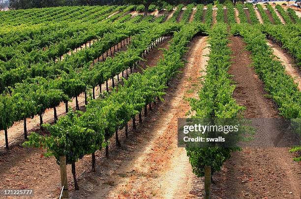 rolling vines - cabernet sauvignon druif stockfoto's en -beelden