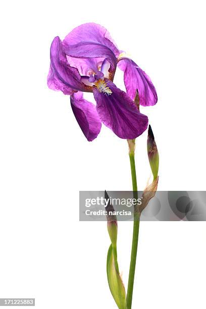 violet iris flower - iris 個照片及圖片檔