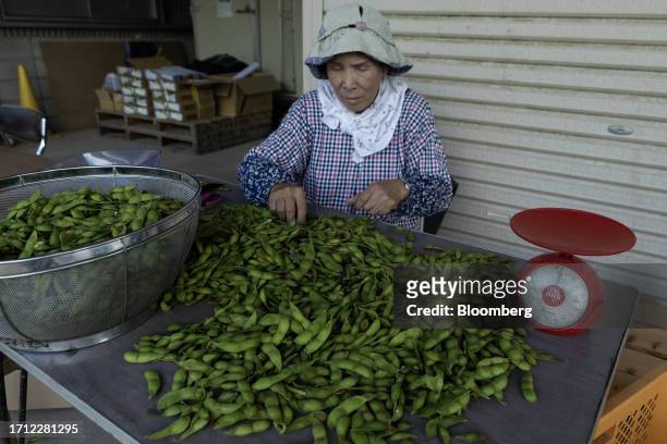 Fumiko Oonishi, a 76-year-old farmer, sorts fresh Kuro-Edamame, or black soybean, during the first day of harvest in Tanbasasayama, Japan, on...