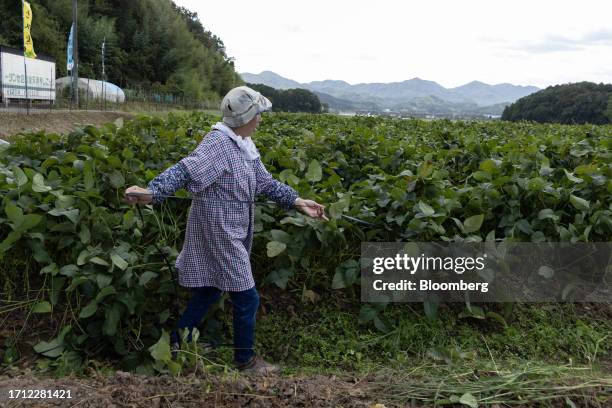 Fumiko Oonishi, a 76-year-old farmer, prepares to pick Kuro-Edamame, or black soybean, during the first day of harvest in Tanbasasayama, Japan, on...