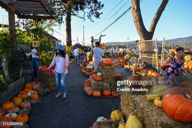 145 Pumpkin Patch Moon Stock Photos High Res Pictures And Images 145-pumpkin-patch-moon-stock-photos-high-res-pictures-and-images