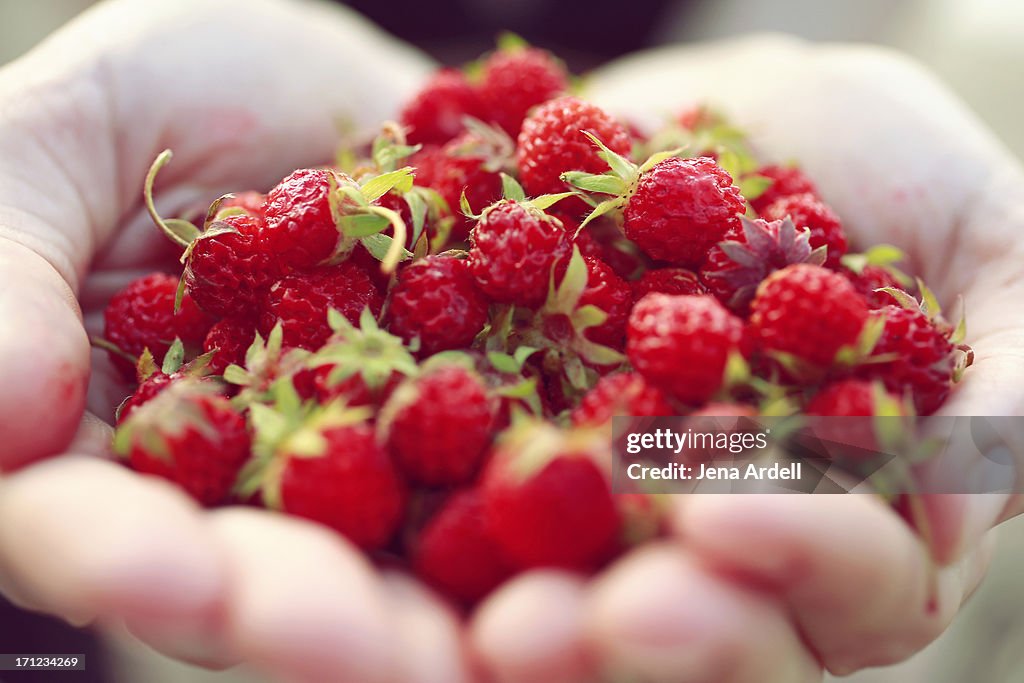 Handful of tiny organic wild strawberries