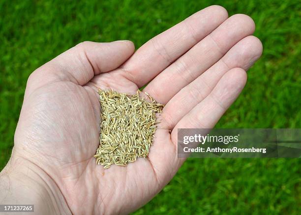 grass seed - grass seed stock pictures, royalty-free photos & images