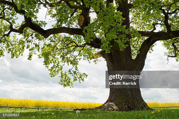 Rapre Tree 7,384 Rape Tree Stock Photos, High-Res Pictures, and Images - Getty Images