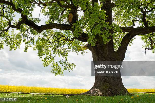 single oak at rape field - old tree stock pictures, royalty-free photos & images