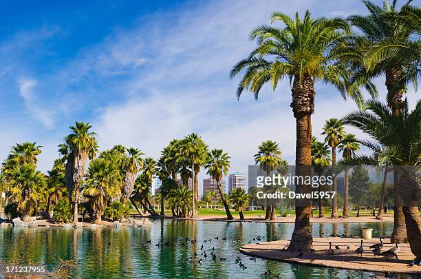 phoenix park, pond, palm trees, and skyline - phoenix arizona stock pictures, royalty-free photos & images