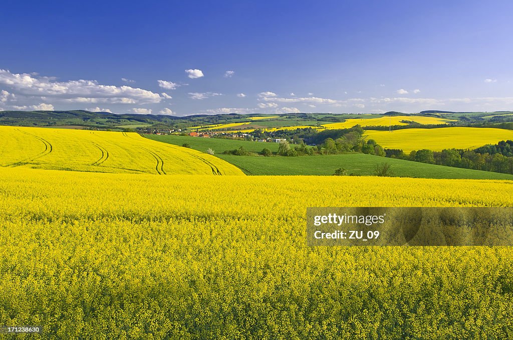 Blooming canola fields in spring