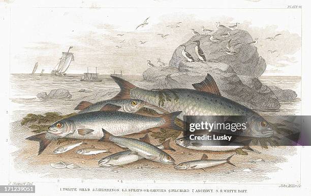 saltwater fish old litho print from 1852 - sprat fish stock illustrations
