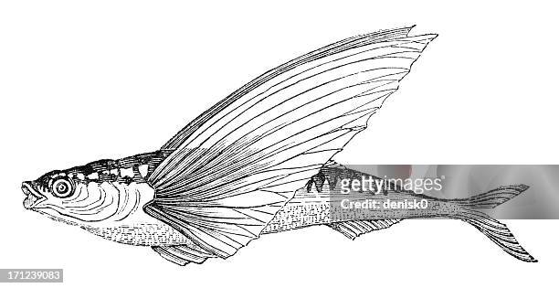 flying fish - flying fish stock illustrations