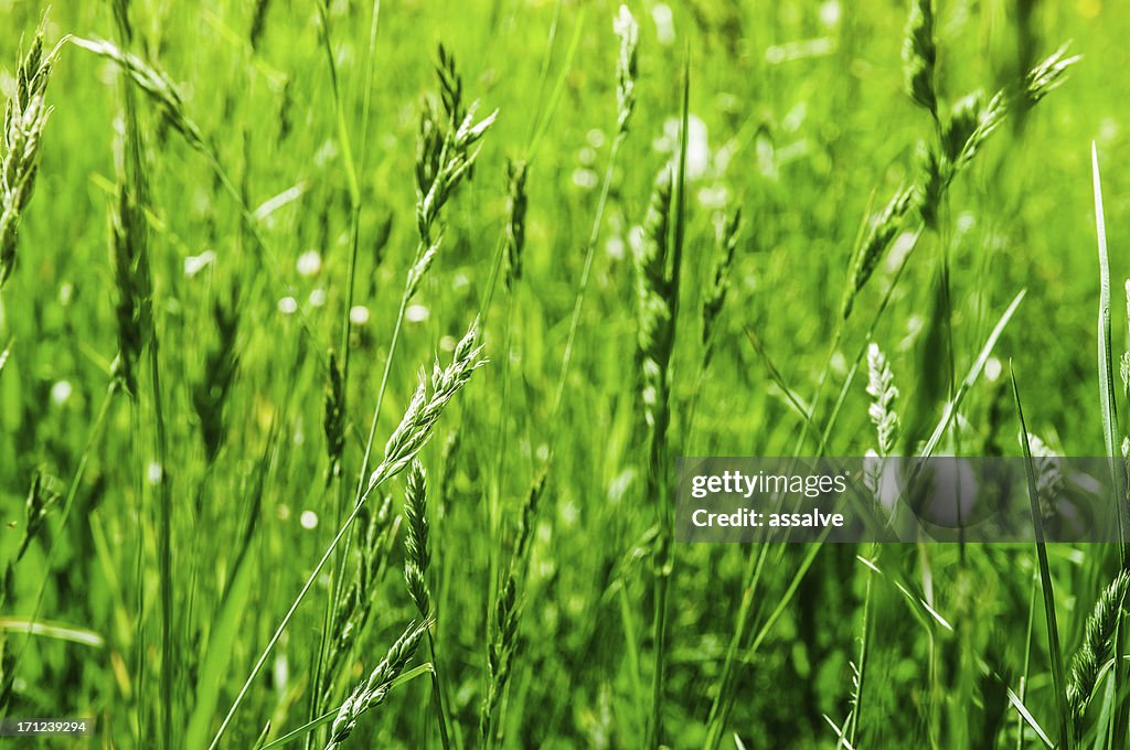Meadow with long grass