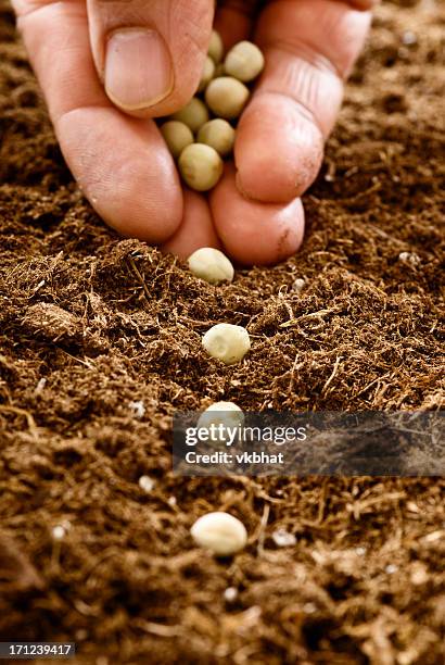 semer des graines - sow photos et images de collection