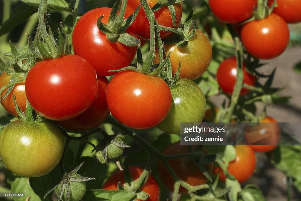 Garden Fresh Tomatoes