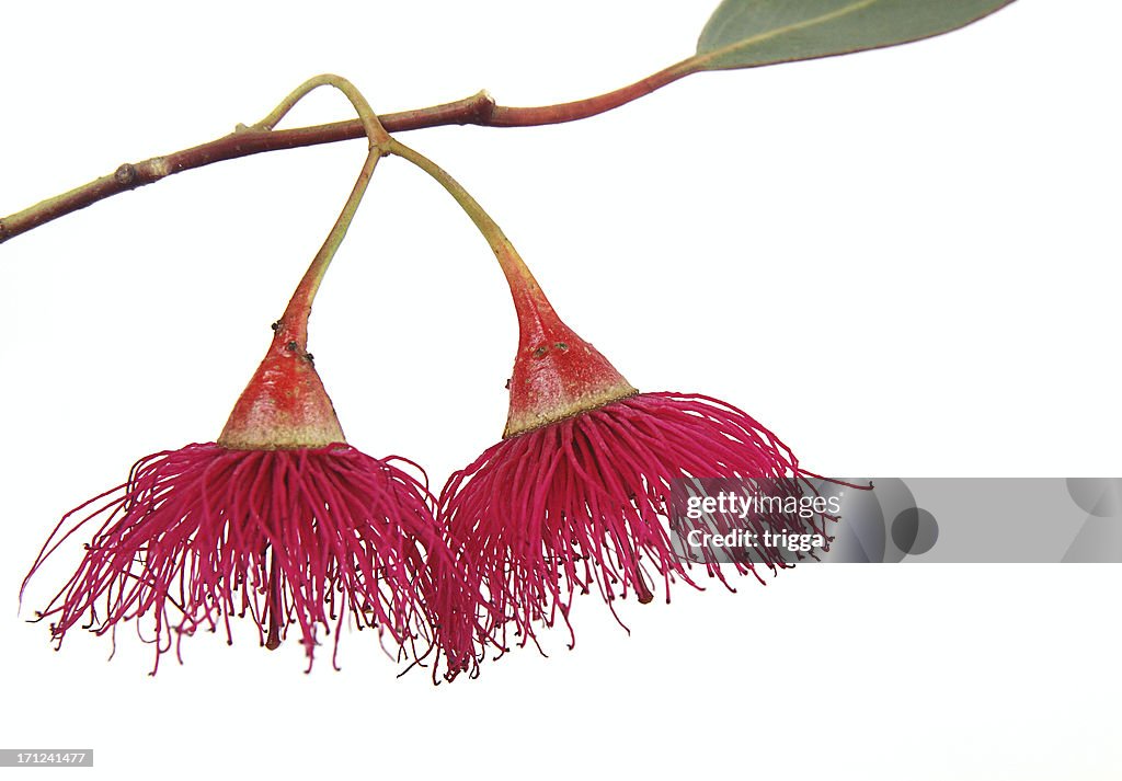 A Gum blossom drooping from its branch