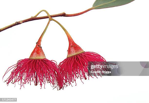 a gum blossom drooping from its branch - eucalyptus flower stock pictures, royalty-free photos & images