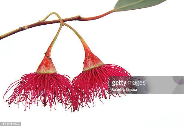 a gum blossom drooping from its branch - australian culture bildbanksfoton och bilder
