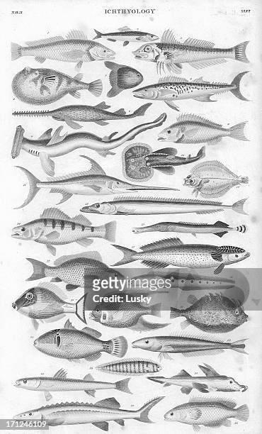 ilustraciones, imágenes clip art, dibujos animados e iconos de stock de pez old lithograph imprimir desde 1852 - rémora