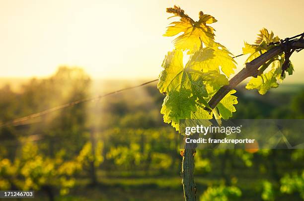 vineyard leaf at chianti region hills on sunset in tuscany - wijngaard stockfoto's en -beelden