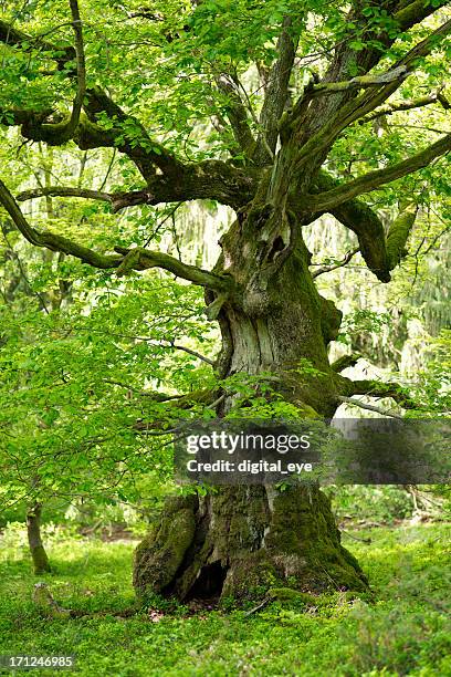 old oak with in may - wood rot stock pictures, royalty-free photos & images