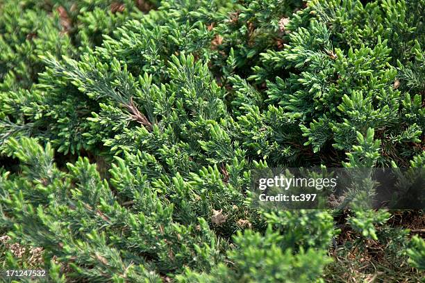 shore juniper / juniperus conferta - juniper tree stock pictures, royalty-free photos & images