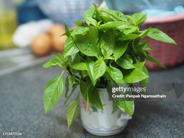 sweet basil is light green with wide leaves while thai basil has purple stems and flowers and spear-like leaves - tulsi stock pictures, royalty-free photos & images