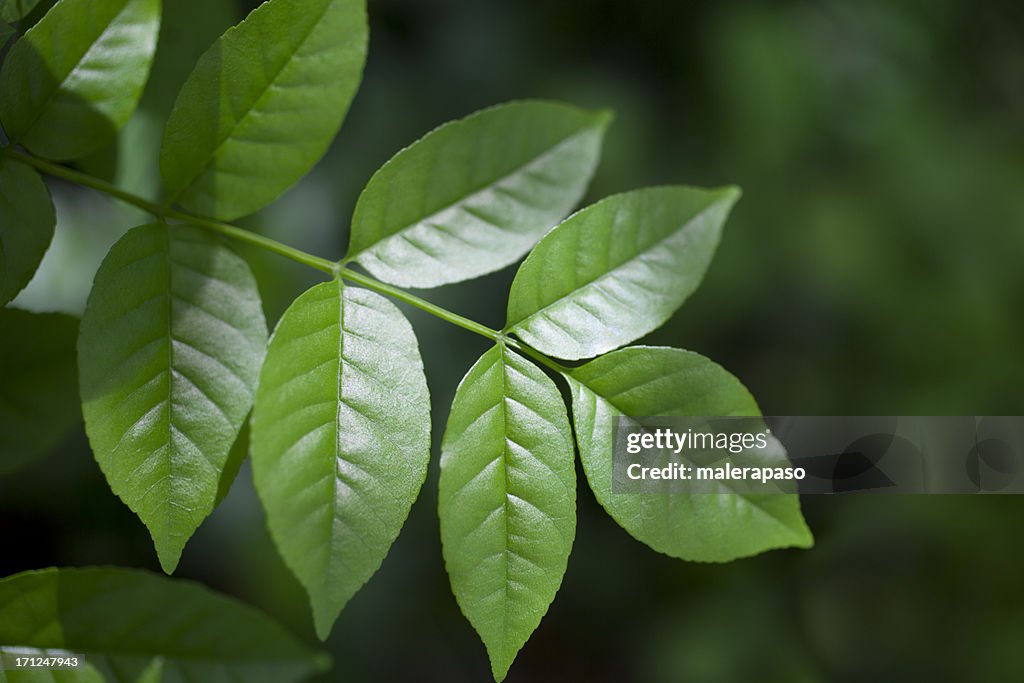 Fresh green leaves in forest
