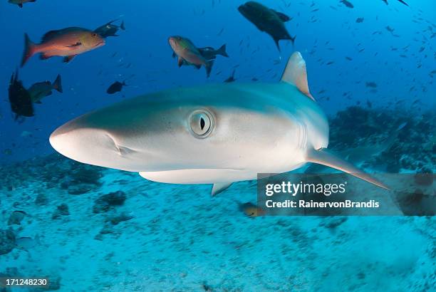 shark eye - grey reef shark stock pictures, royalty-free photos & images